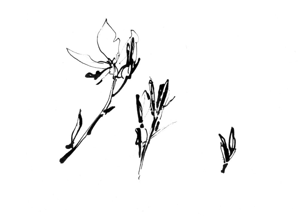 Claire Ninham, Yorkshire Artist, Gaura 2